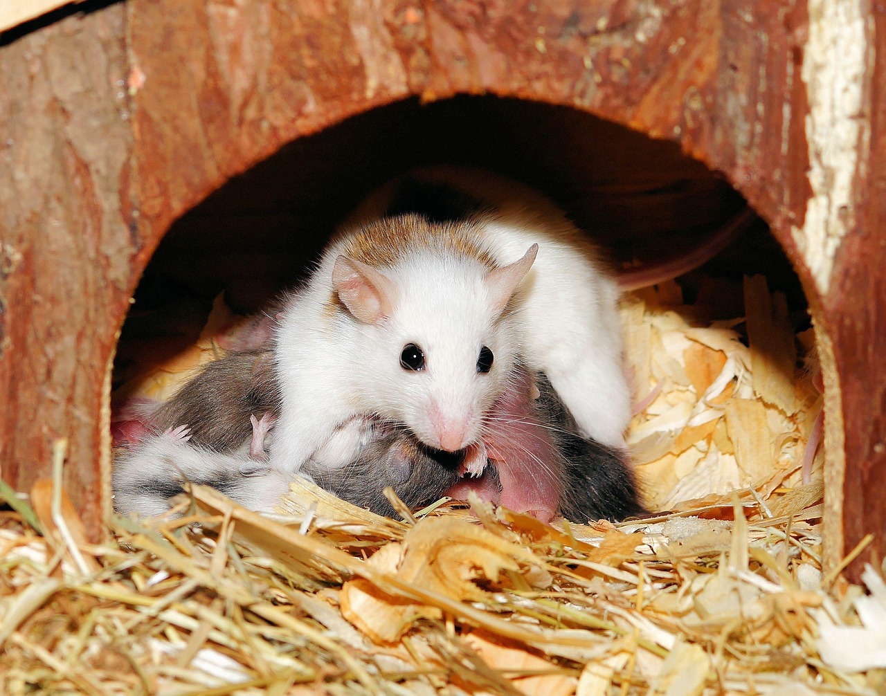 授乳中でも安心！まつげを伸ばす方法は？