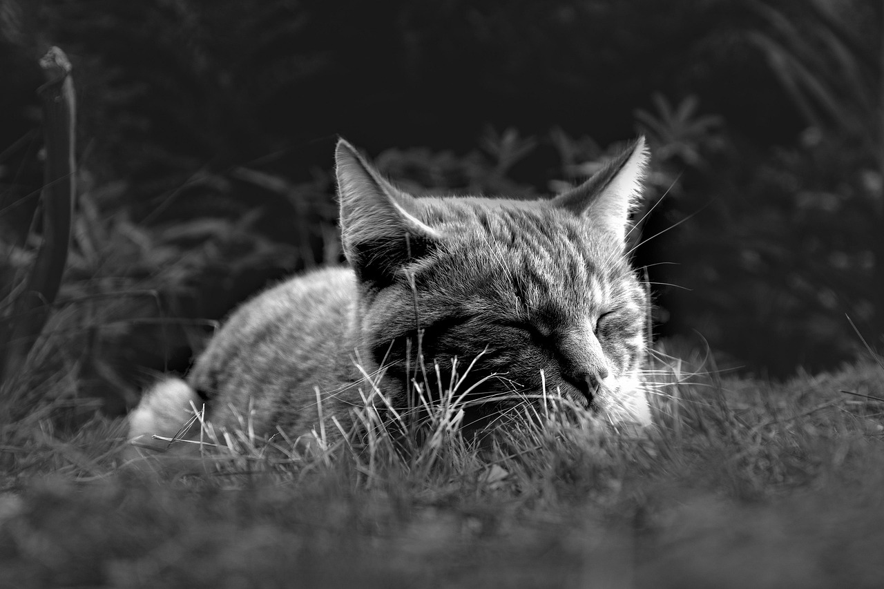 まつげを伸ばすために睡眠時間はどのくらい関係あるの？