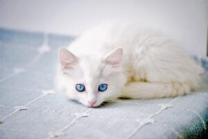 まつ毛育毛でうぶ毛を伸ばす方法は？