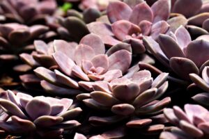まつ毛育毛の効果を比較すると何がわかる？